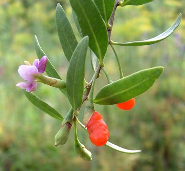 Goji-bogyó - Lycium chinensis