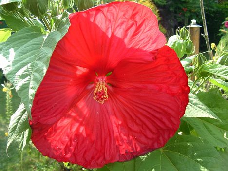 Hibiszkusz