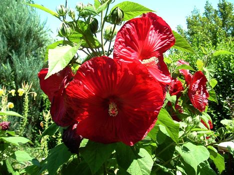 Hibiszkusz 