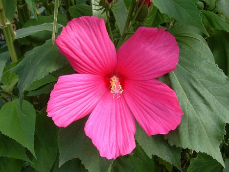 Hibiszkusz