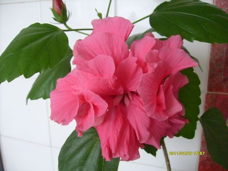 hibiszkusz 2