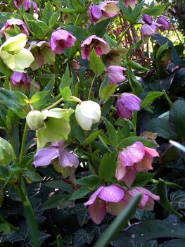 Hunyor pirosló hunyor (Helleborus purpurascens