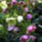 Hunyor pirosló hunyor (Helleborus purpurascens