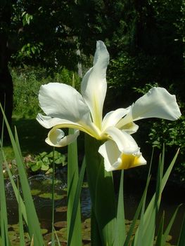 Iris Iris sanguinea