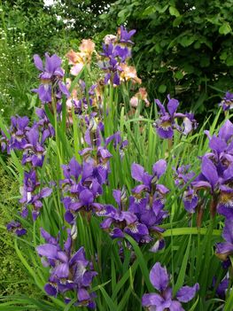 Iris Iris sanguinea