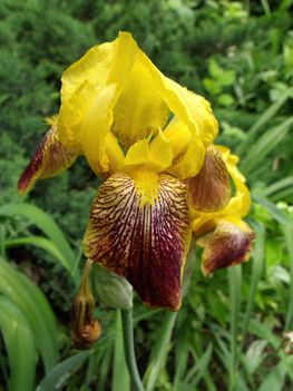 Iris Iris sanguinea