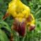 Iris Iris sanguinea