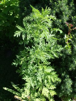 Istenfa Artemisia abrotanum