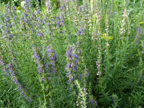 Izsóp Hyssopus officinalis