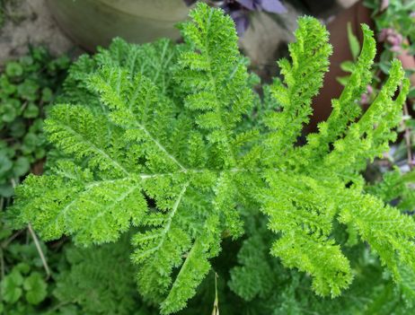 Jószagú cickafark (Achillea filipendulina)