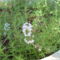 Kakkukfű kerti  (Thymus vulgaris L.)