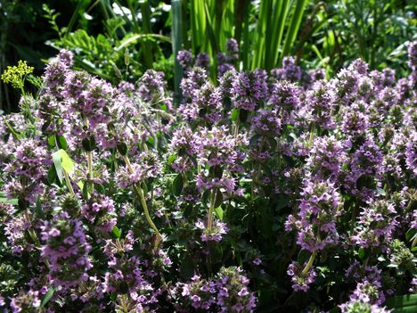 kakukkfű  párnás  (Thymus caespititius)