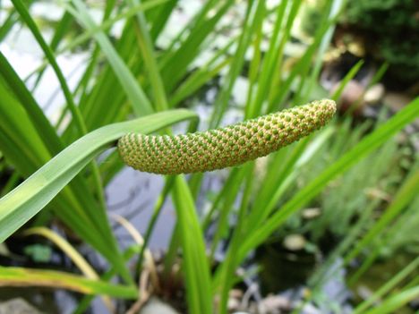 Kálmos (Acorus calamus)