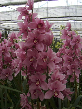 lila orchideák