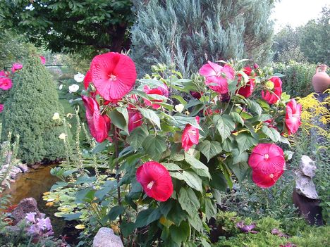 Nagy tó hibiszkusz