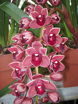 orchidea