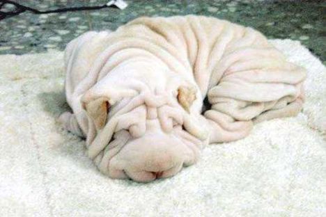 sharpei