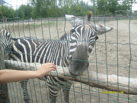 Zebra simi