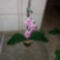 3-as rózsaszín orchidea