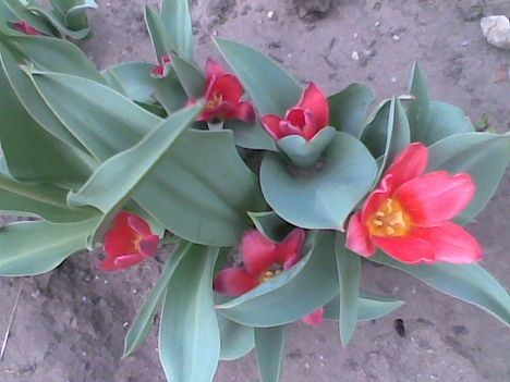 Kép015jpg. Törpe tulipán.