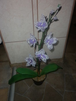 Lila pettyes orchidea