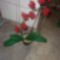piros orchidea