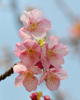viragok-120401-11