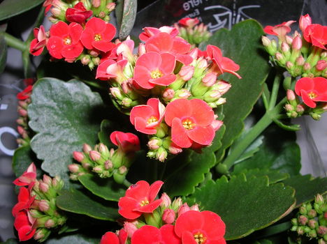 viragok-120401-25
