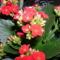 viragok-120401-25