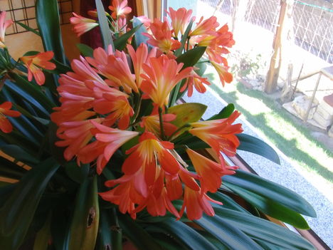 Clivia