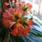 Clivia