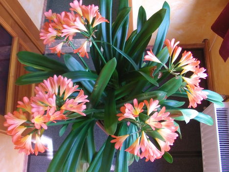 Clivia