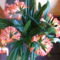 Clivia