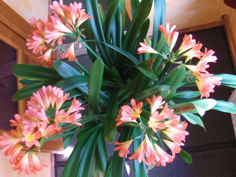Clivia