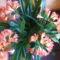Clivia