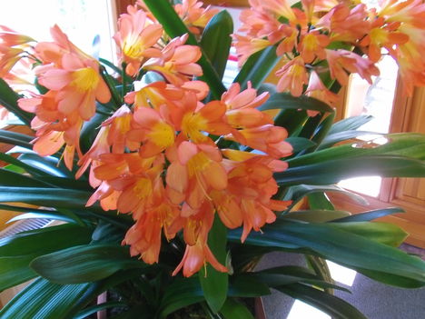 Clivia