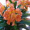 Clivia