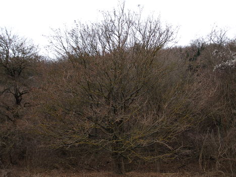 Kép 116