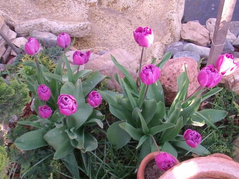 Lila Tulipánok 2012 Április