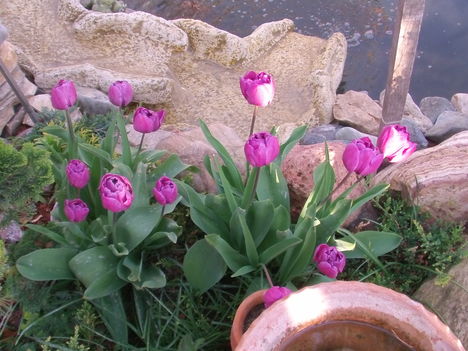 Lila Tulipánok 2012 április