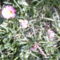 PICT0003