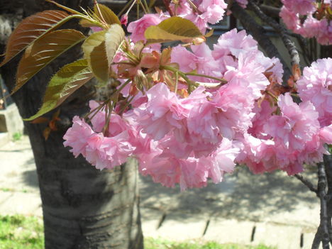 SAM_4981
