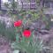 Kép004jpg Piros tulipán pár