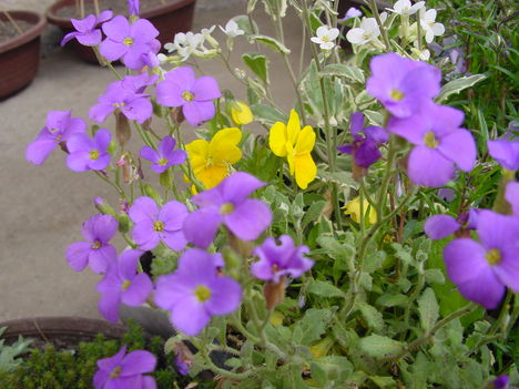 Tavaszi virágok 6