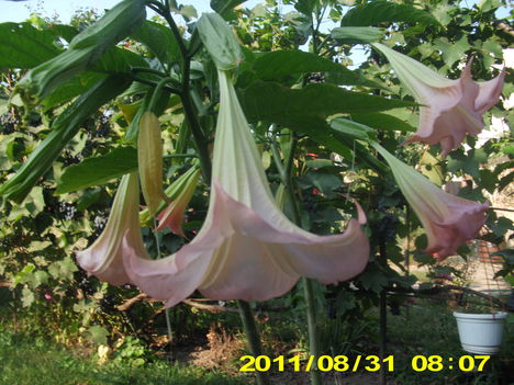 Trombita virág