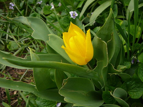 2012.04.13.Tulipán.