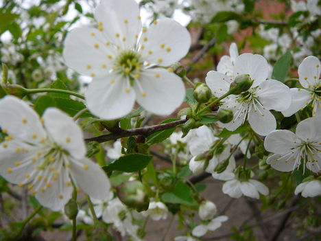 2012.04.13.Virágzik a meggyfa.