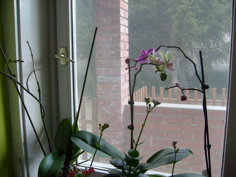 Az ablakban virágzáshoz készülvén