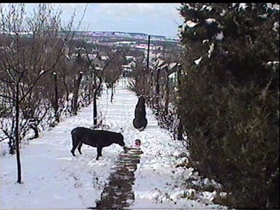 panoráma télen kutyákkal