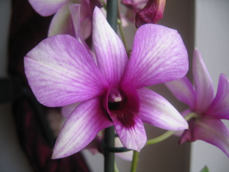 dendrobium